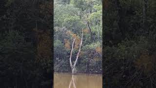 Caçada De Paca correu e caiu na lagoa