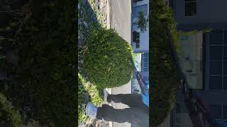 Trimming A Boxwood