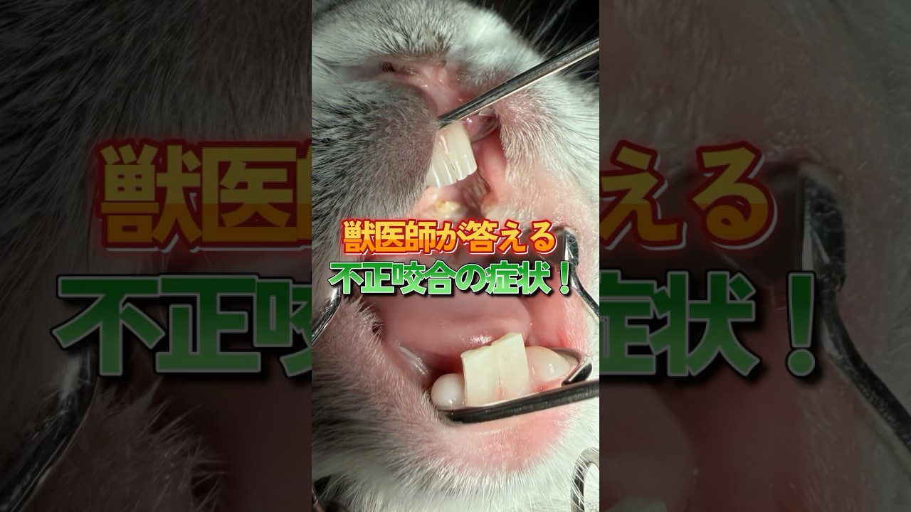 ウサギの不正咬合の症状！獣医師が教える動物さんのこと！