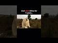 The white lion king 👑 in the history 🤯 #viral #shorts #youtube #video
