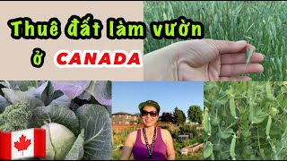 Thuê đất làm vườn ở Canada || Cuộc sống Canada.