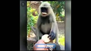 Monkey 🤣 Funny Moment Caught on camera #shorts