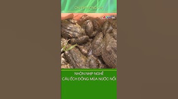 Nhộn nhịp nghề câu ếch đồng mùa nước nổi #shorts #summerofshorts #mcvshorts | CHUYỆN NÔNG GIA