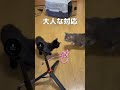 ココスとルナくんに関する嬉しい報告🥳