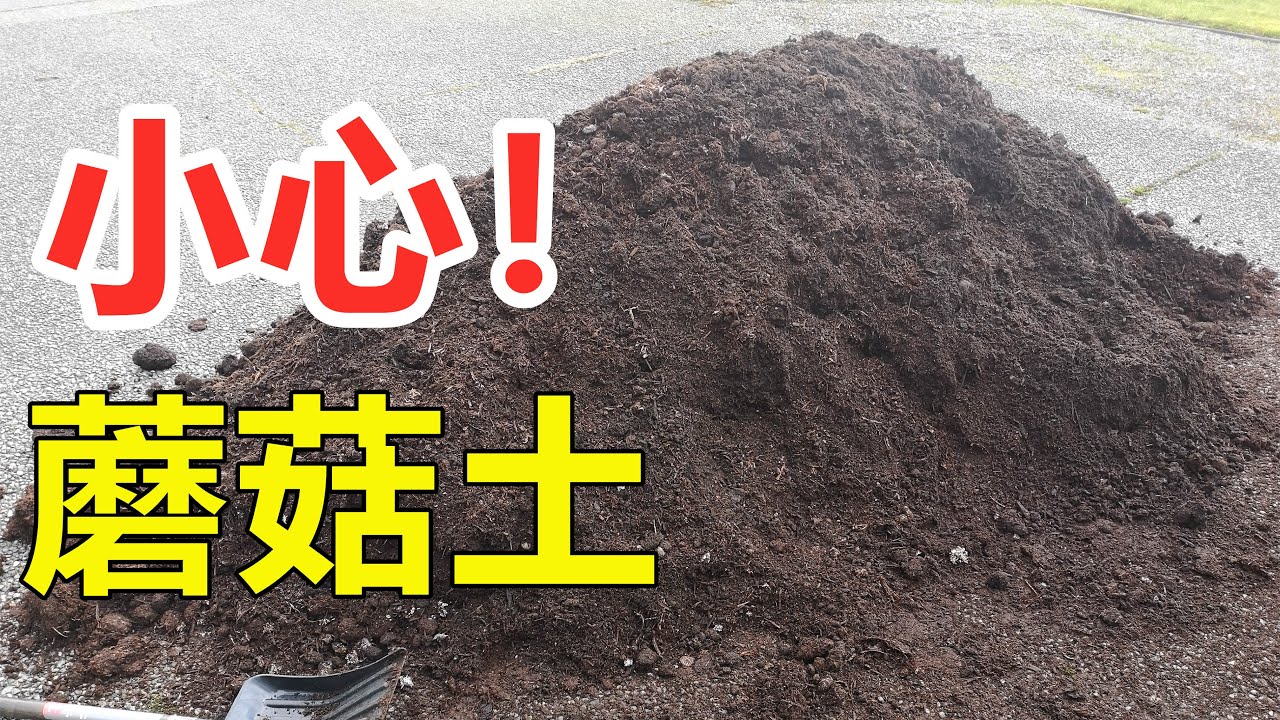 种蘑菇的土不简单 什么是蘑菇土 种菜正确使用办法mushroom Manure Youtube