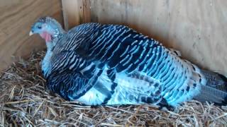 Turkey Hatching Part 2