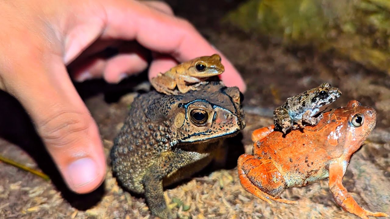 Смех ловит древесных лягушек | Ловить лягушек на суше — это смешно | Забавные прыжки лягушек