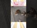 懐いたネッコが子猫連れてきた #2ch動物スレ #猫動画 #猫のいる暮らし