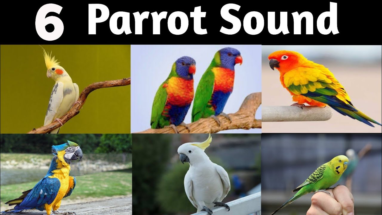Sound Effect Of Parrots_Macaw, cockatiel, budgie, sun conure, cockatoo