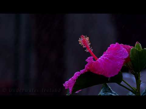 Relaxation sound of rain in tropical forest for sleep, meditation, stress relief, yoga.