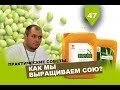 Как мы выращиваем сою в АФ "Рассвет"?