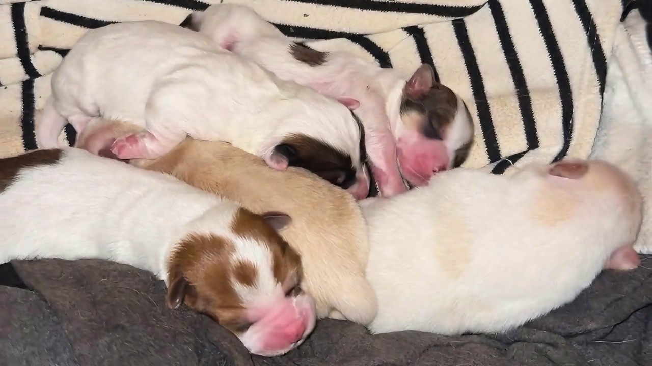 Stray mom dog gave birth to 5 puppies alone in the dirt, Now they have ...