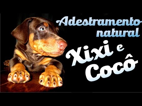 Como ensinar o cachorro a fazer xixi no lugar certo - Parte 2