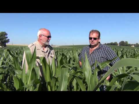 Video: Jak Pěstovat Kukuřici V Rizikové Zemědělské Zóně. Část 2