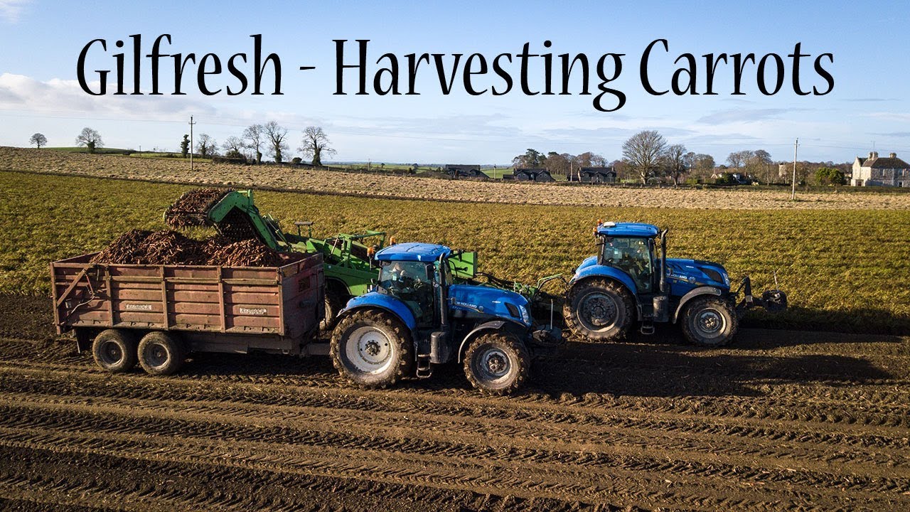 Gilfresh Produce Harvesting Carrots 2019 4K YouTube