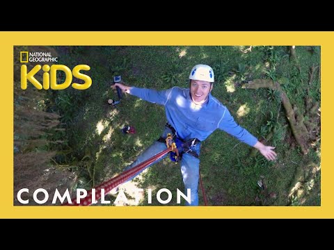 Explore U.S. National Parks To Learn About Trees | Nat Geo Kids Compilation | Natgeokids