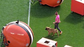 Introduction of Browns mascots Swagger \& SJ - Cleveland Browns - 2019