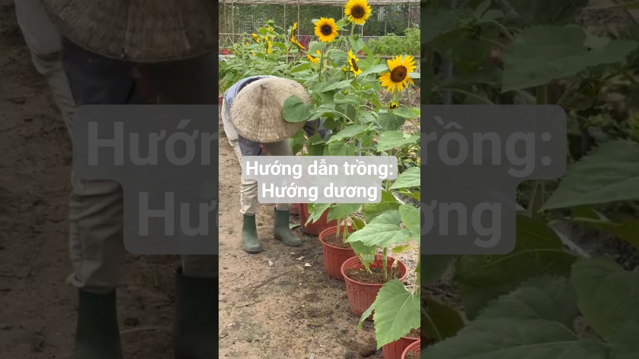 Hướng dẫn trồng: Hướng dương cắt cành 75 ngày cho hoa #hatgiongrangdong #rangdongseeds