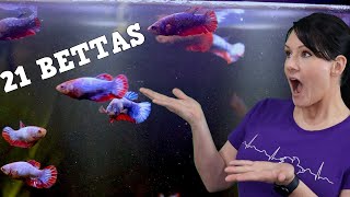 A BIG Secret About Bettas! This Is A Game Changer!