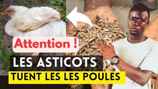Pourquoi Les Asticots Tuent Les Poules ?