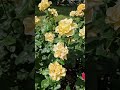 Квітнуть Троянди життяяквоноє Flowers Квітнуть Троянди життяяквоноє Flowers