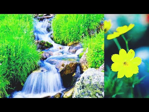الجنة ونعيمها السيد هادي المدرسي