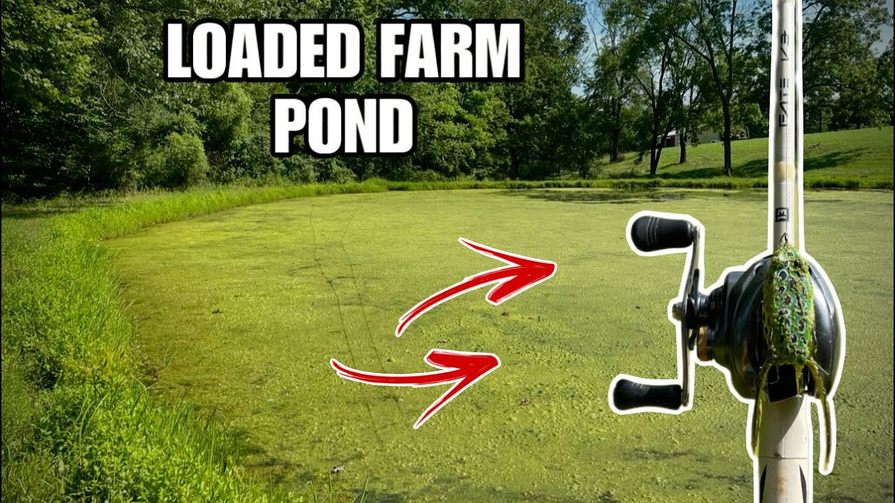 I ASKED PERMISSION To FISH LOADED FARM POND!! (Tons of bass)