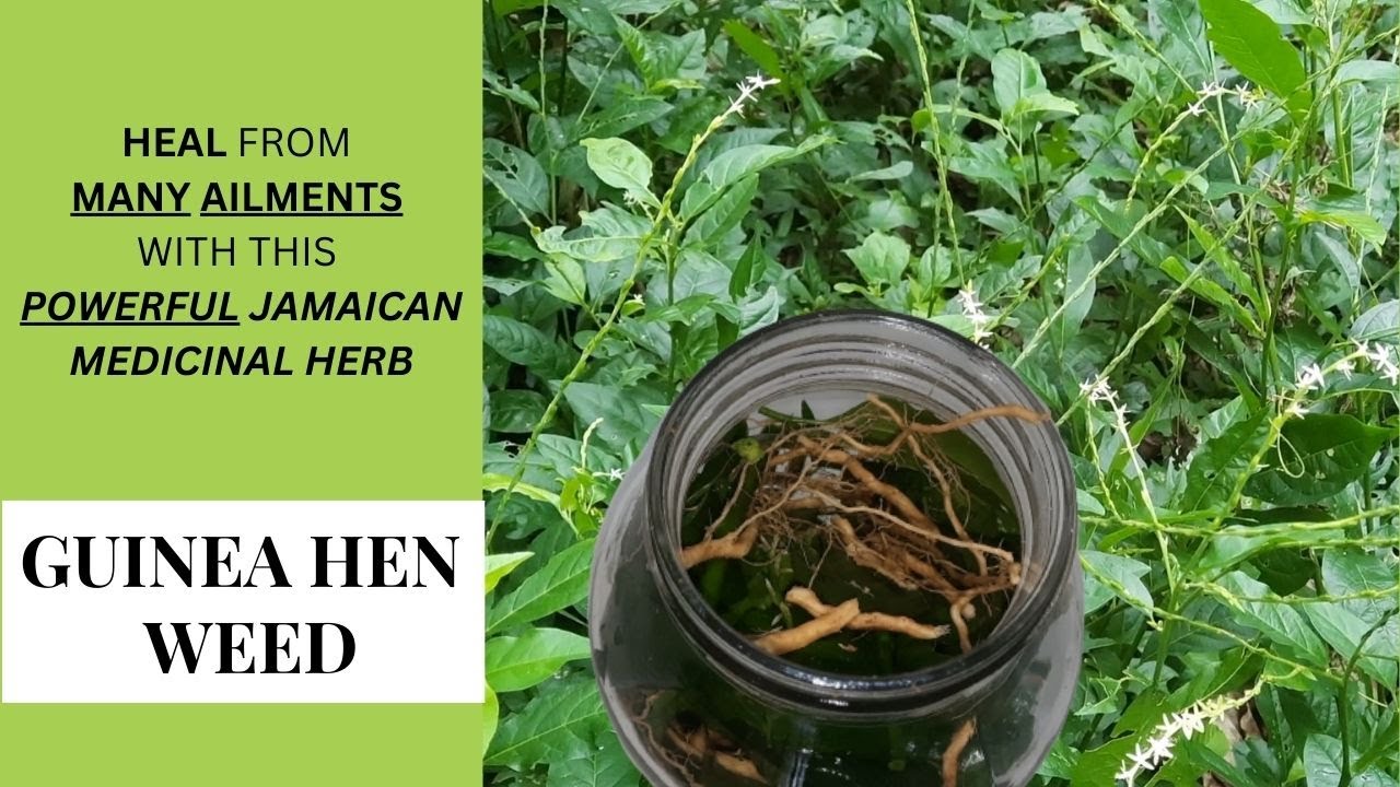 How to use GUINEA HEN WEED to HEAL from ARTHRITIS & other AILMENTS / BENEFITS of GUINEA HEN WEED