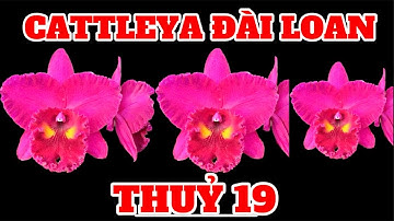 Lan cattleya hoa đẹp-0834608769- LAN RỪNG LÂM ĐỒNG