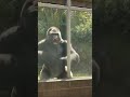 Leopard Tries to Attack Two Zookeepers — Gorilla Rushes to Save Them