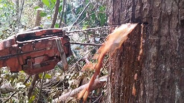 KAYU INI MENGELUARKAN AIR SA