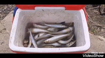 Câu cá bóng đục, gập cao thủ câu cá bóng đục lên cá liên tục. Shadow Fishing in CAN GIO District