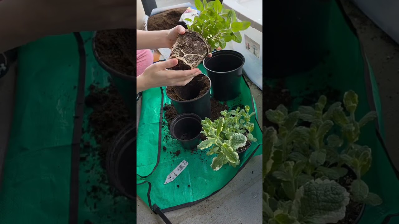 When you plan to just water your plants....the garden has other things in mind