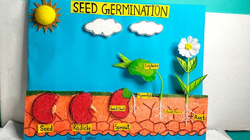 Seed Germination Model/Plant Life Cycle/Seed Germination Project 3D Model/Seed Germination Science P