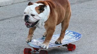 Funny Animals  Pitbull Skateboarding  Funny Pitbull Compilation 2016