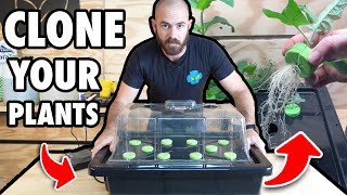 DIY Hydroponic Cloning, Propagation and Rooting Technique Ft: Spider Farmer SF600