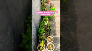 Beautiful Blooming Flower Plants