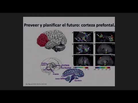 Video: Cambios Irreversibles En La Bioquímica Del Cerebro Ruso. Epidemia De Nepotismo Y Corrupción