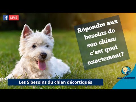 Vidéo: 6 façons de surveiller les signes d'un Betta malade