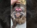 Обезьянка СинСин Часть 2 хочуфакты животные книгаживотных факты Animals интересныефакты юмор Обезьянка СинСин Часть 2 хочуфакты животные книгаживотных факты Animals интересныефакты юмор