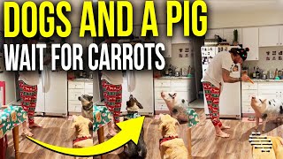 Two Dogs and a a Pig Wait for Their Carrots as Dad Tells Them to Sit Then Feeds Them