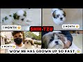 Shih tzu 30 days to 6 months growing up journey  kira  puppy  vishwaspatil shihtzu