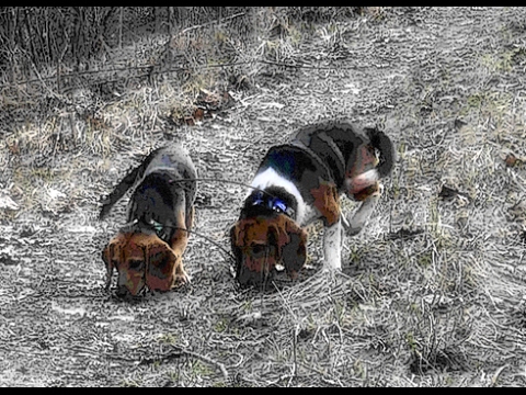 Skyview's Beagles Rabbit Hunting With Jed Reed Jack and Skyview's ...