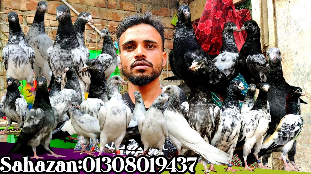 Pakistani teddy Pigeon collection।। Student OfferPigeon Sale post।। কিছু কবুতর বিক্রয় হবে