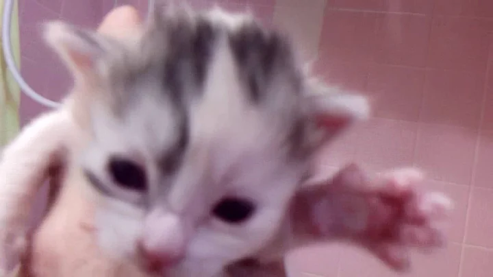 Video 1305001: japanese bobtail kittens born, kittens litter