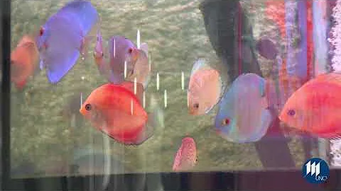 Quanto è grande l'Acquario di Livorno?