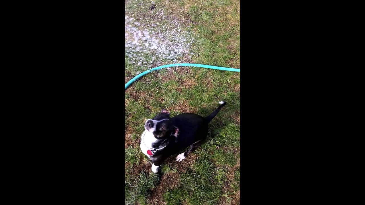 Portia loves water YouTube