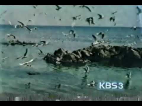 KBS3 현 EBS1 ID 바다와 갈매기 1980년대
