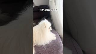 このポメラニアンは天才かもしれませんwww