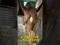 人参たべられない馬はいる。